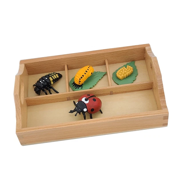 MODELS OF LADYBUG Life Cycle with Sorting Tray - MONTESSORI BIOLOGY $30 ...