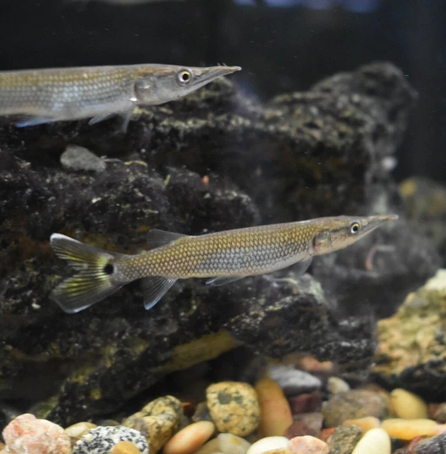 Live Hujeta Rocket Gar (3" Tropical Freshwater Aquarium Fish) *PLS READ DESCR* 8