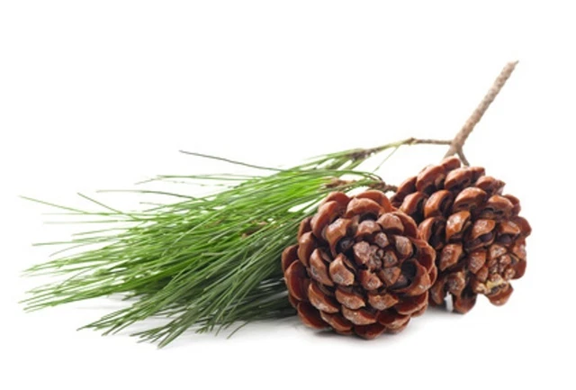 Essential Oil Pine 100% Pure Natural Uncut Aromatherapy 10ml - 1 Litre UK 2