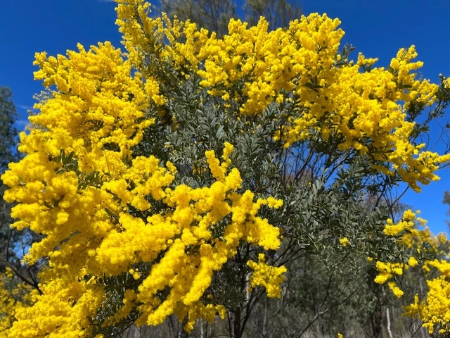 30 Species Acacia Seeds- 30 seed packs- Acacia Tree Seeds, Mimosa, Wattle