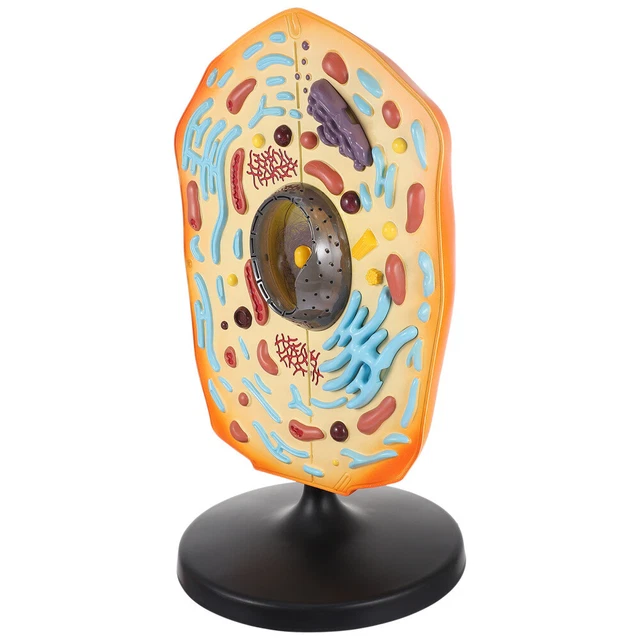 Materiale didattico kit modellismo cellulare modelli biologici attrezzature animali