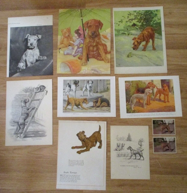 11 vintage IRISH TERRIER dog prints-1919-1969-Thorne/Megargee/Kirmse/King/Bull