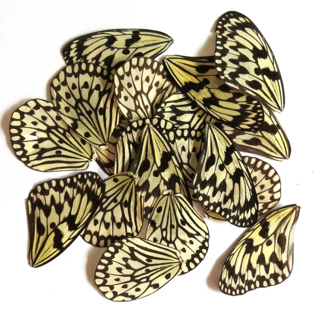GIFT  16 pcs mixed REAL butterfly wing material  DIY artwork jewelry #69