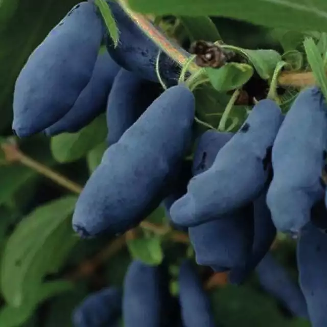 Camérise du Kamtchatka Honeybee 1L - Une variété canadienne à croissance rapide