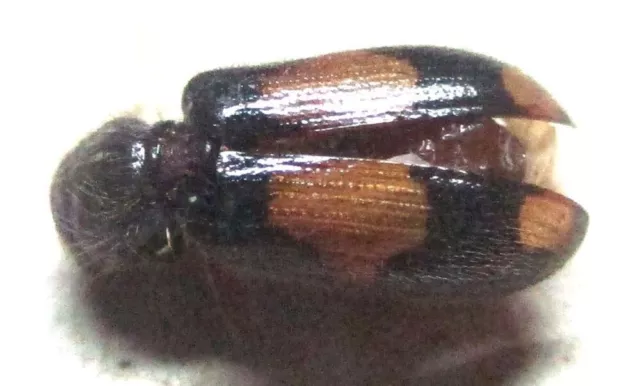 M011 PA : Cleridae species? 9mm***************************************