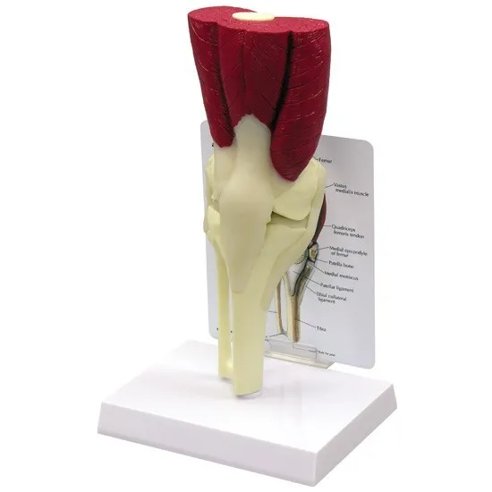 Knee Joint Muscled GPI Anatomical Model LFA # 1060.  Make Us An Offer! SEE VIDEO