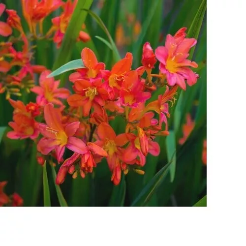 Crocosmia Carmine Brilliant Bulbs/Corms Beautiful Perennial Garden Summer Plant