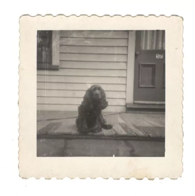 Vintage Photo Cocker Spaniel Dog Front Porch 1940's Found Art R17