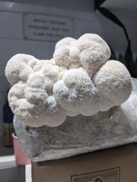 Lions Mane Mushroom Grow Kit, Ready To Fruit, Simply Cut The Bag And Mist