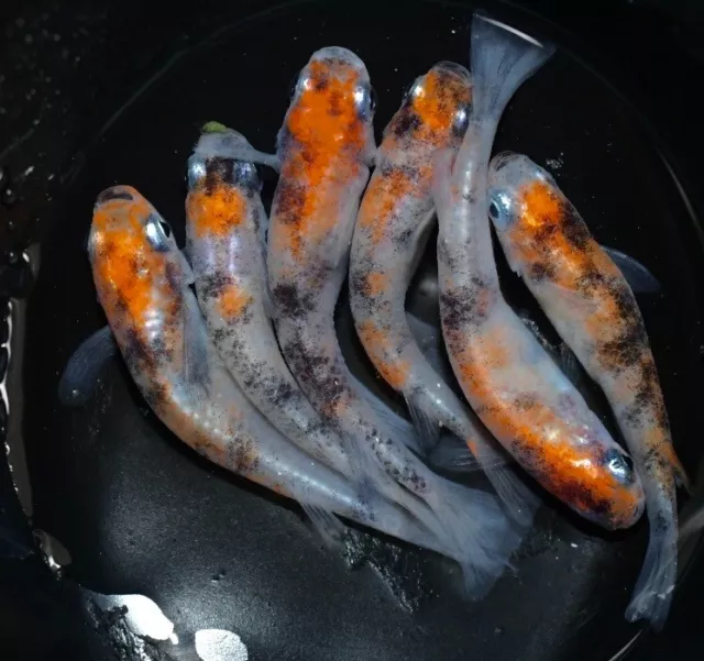 unnsyuusannsyoku medaka rice fish eggs 20+α MIX+20 with bonus  雲州三色made in Japan