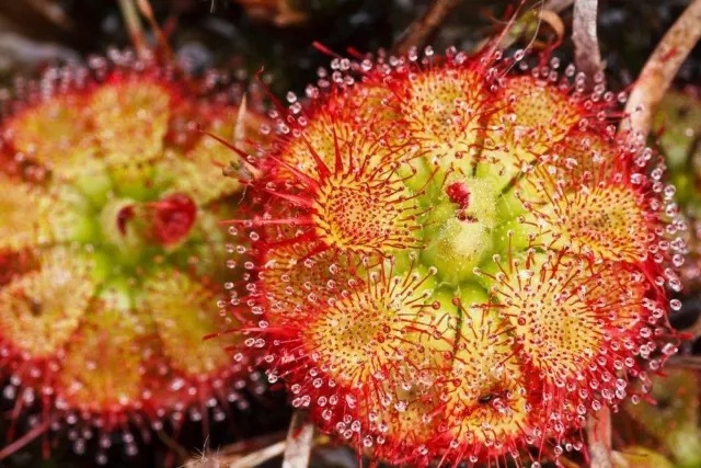 Drosera Sessilifolia 10 Samen,Fleischfressende Pflanze, Sonnentau