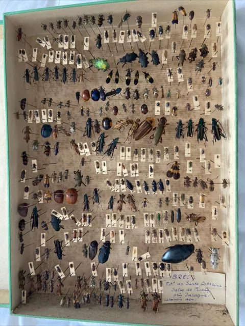 Cabinet de curiosité entomologie insectes boite