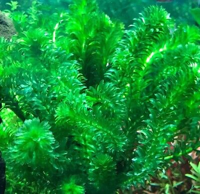 BUY 2 GET 1 FREE ANACHARIS EGERIA DENSA -  Aquatic Live Plants  SUPER PRICE!!!