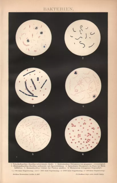 BAKTERIEN  Tuberkelbacillus Milzbrand Bacillus Cholera   LITHOGRAPHIE von 1895
