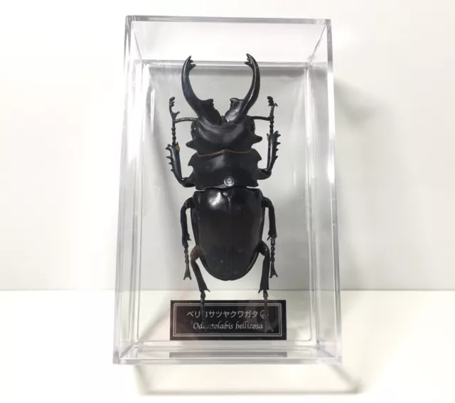 Deagostini 1:1 Odontolabis Bellicosa Male Stag Beetle Insect Figure