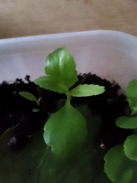 Kalanchoe Pinnata small rooted plant Żyworódka no pot