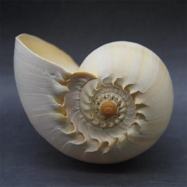 Natural Conch Shell Large Yellow Sea Snail Aquarium Decoration Ornaments 17-19cm