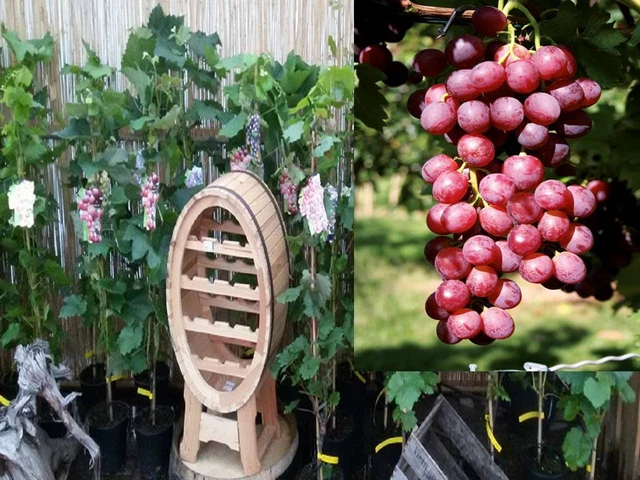 Vitis vinifera Suffolk Red kernlos Weinrebe Tafeltraube Wein Weintraube Winzer