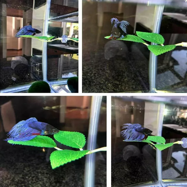 Betta Hammock Plant Leaf Pad Fish Spawning Grounds Breeding Resting Hiding Bed