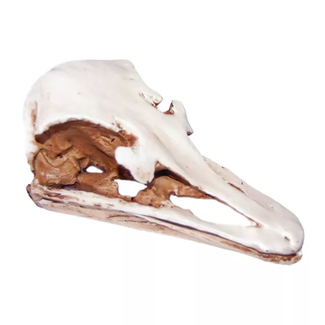 Teschio Realistico Cranio Animale Artificiale Rettile Decorare