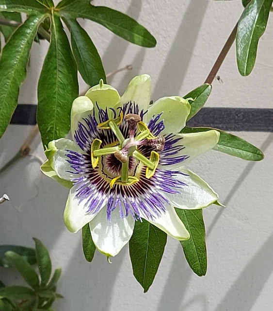 Passiflora Foetida - 10 Semi - Fiore Tropicale Raro, Alta