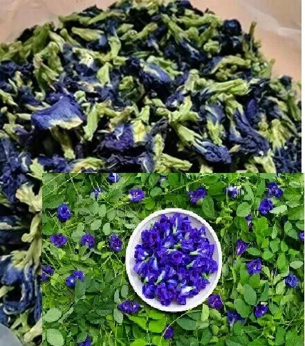 GETROCKNETE Blau Schmetterling Pea erbse Blumen Tee Clitoria ternatea