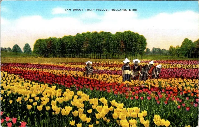 Van Bragt Tulip Fields, HOLLAND, Michigan Linen Postcard - E.C. Kropp