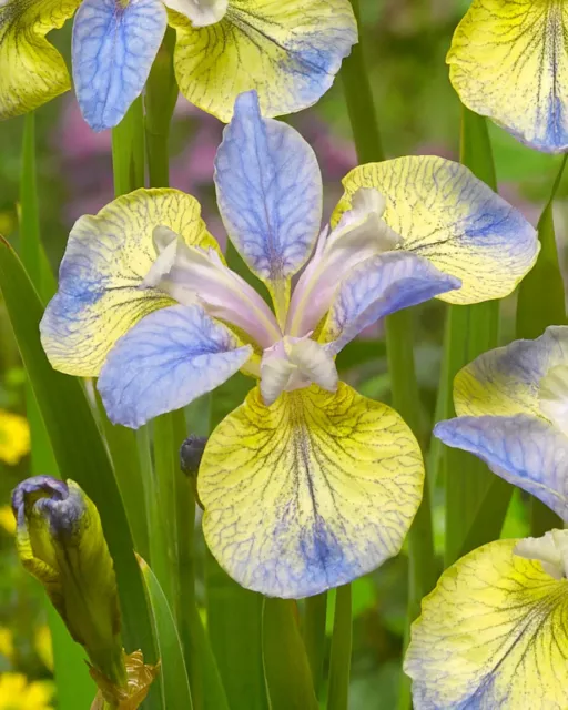 Siberian Iris - Tipped In Blue