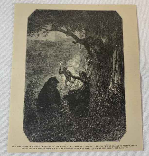 1878 Revista Grabado ~ Adventures Of Madame Lacouture, Oso + Hombres En Woods