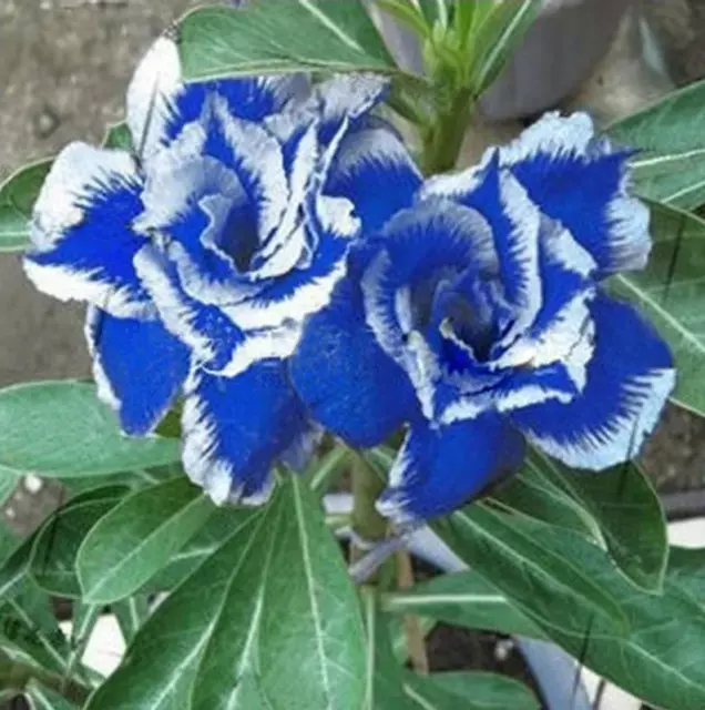 2PCS Graines Adenium Nouveau Rare Blue Desert Rose 100% Vraie Variété