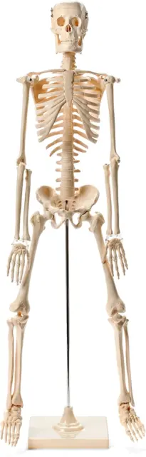 Maad Scientific Anatomical Human Skeleton Model - 1/2 Life Sized - 85 Cm with Me