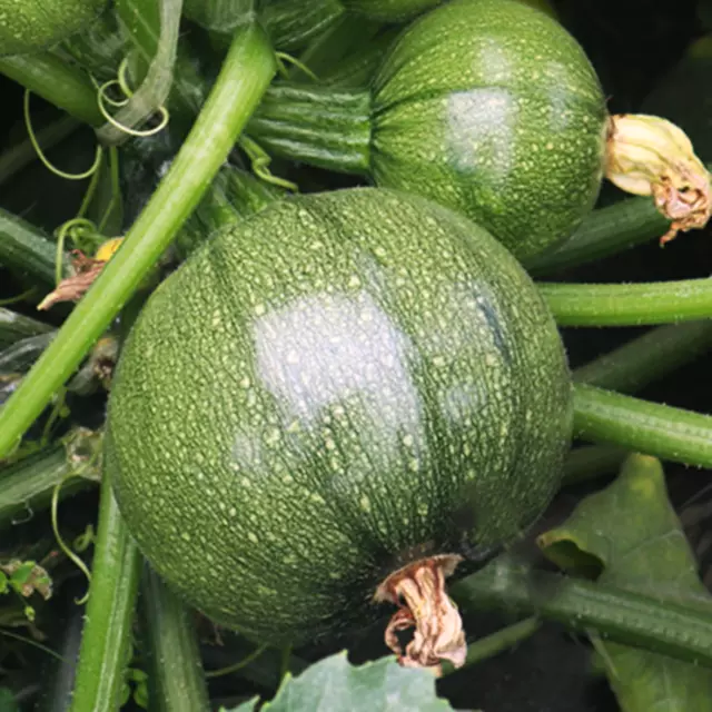 Round Zucchini Seeds | 8 Eight Ball Squash Ronde Courgette Vegetable Seed 2024