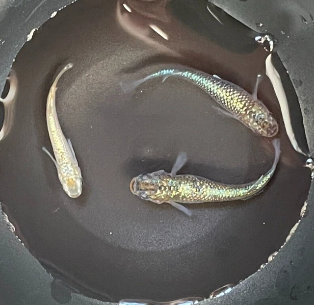 Ricefish 20 eggs Name Rameoh King of Glitter Tropical Fish killifish Fast Ship