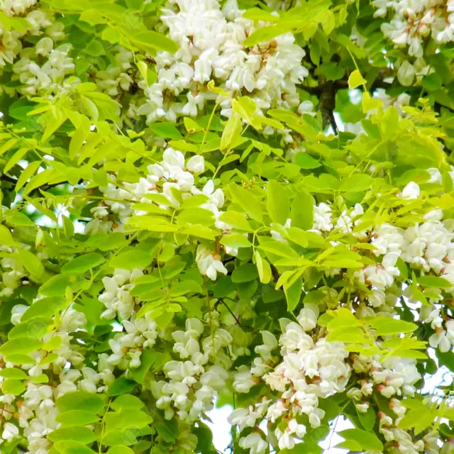 Robinia pseudoacacia Frisia | False Acacia | Ornamental Garden Tree | 5-6ft