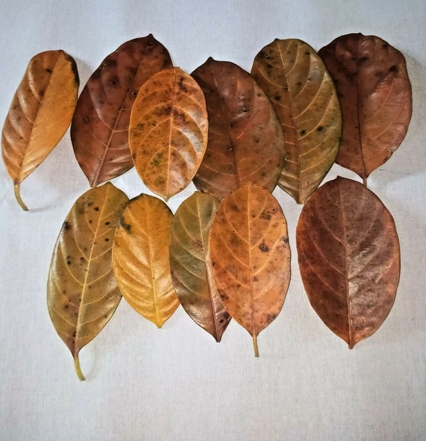 125 pcs ceylon jak fruit leaves aquarium shrimp organic bio-film natural