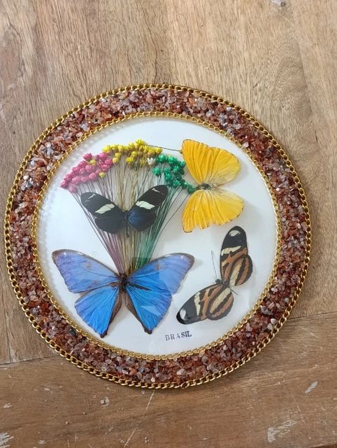 Cadre Entomologie Vintage – Papillon Papilio Hesperus Du Kenya, Sous Verre, Déco Nature