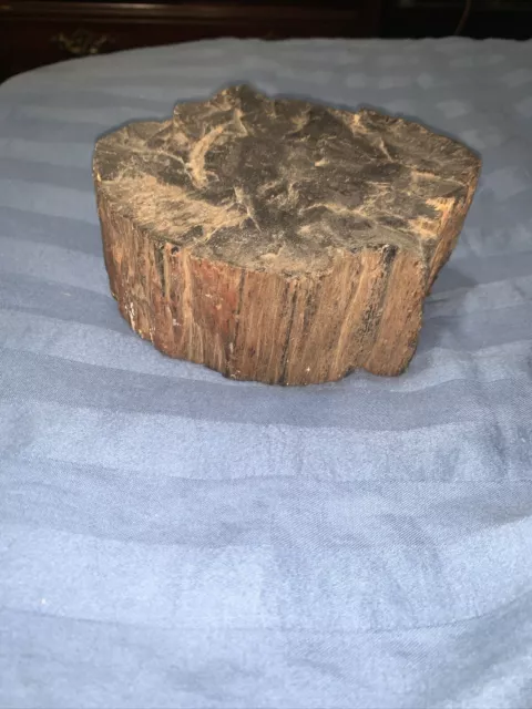 Petrified wood