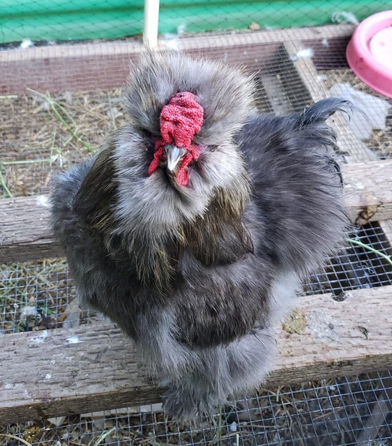 Silkie hatching eggs 6 total