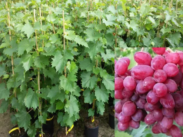 Vitis vinifera Kishmish Luchistyi kernlos Weinrebe Tafeltraube Wein Weintraube