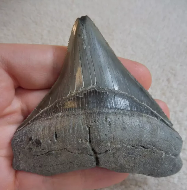 Megalodon tooth (Serrated) - 3.556 inches (9.03 cm)