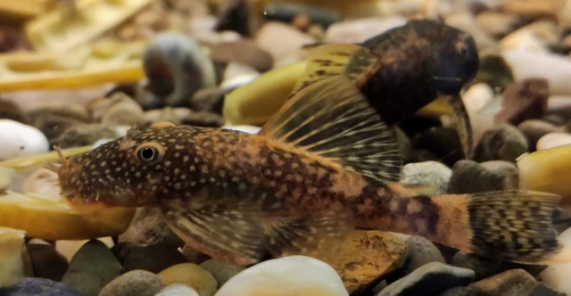 Calico Bristlenose Pleco, (Ancistrus sp.) @ 2" - 3" 