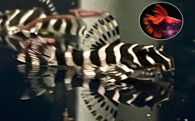 1 Pleco L134 ( Size 3+ Cm)  - Fancy Leopard Frog Pleco - High Quality Live Fish 2
