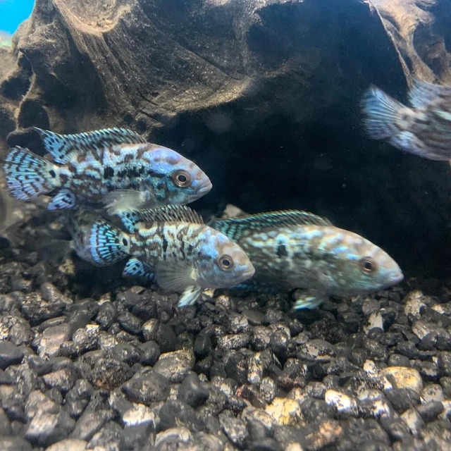 Electric blue jack Dempsey 2"in length - live tropical fish