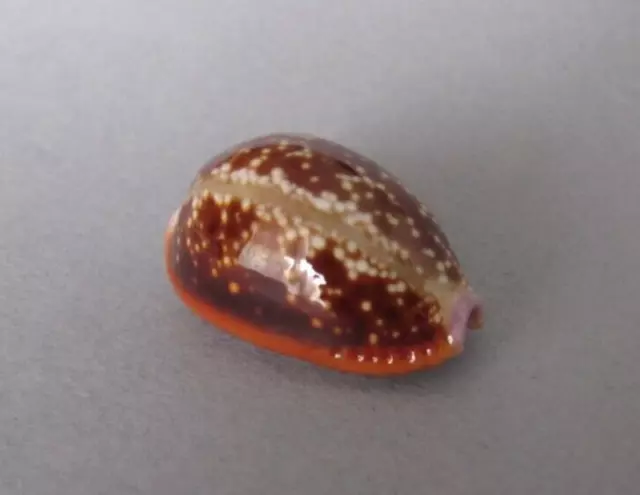 Cypraea Helvola Argella 24,5 mm Gem Madagascar " Superbe spécimen "