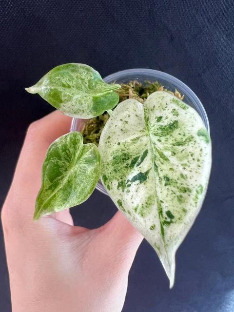 ALOCASIA DRAGON SCALE Mint variegated rooted active growing plant