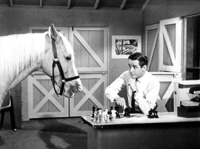 Mr Ed The Talking Horse Chess Board 8x10 Picture Celebrity Print