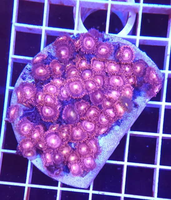 Live Coral LG Bubble Gum Zoanthid Polyp Colony Rock WYSIWYG 3"-3.5"