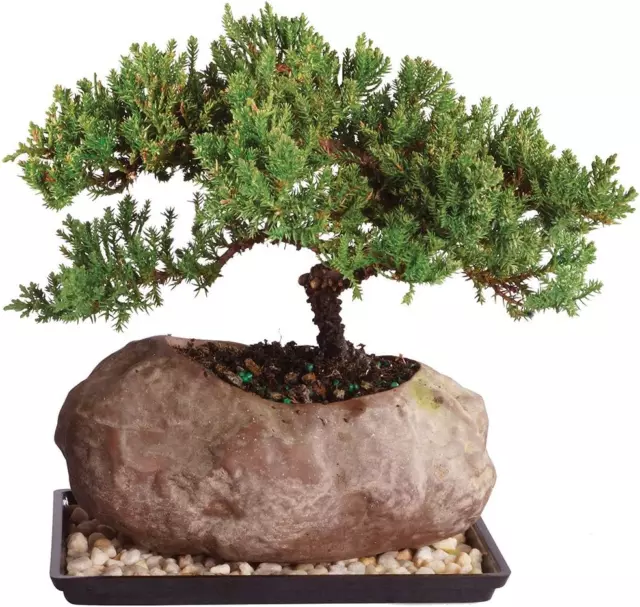 Brussel'S Live Green Mound Juniper Outdoor Bonsai Tree in Rock Pot - 6 Years Old 2