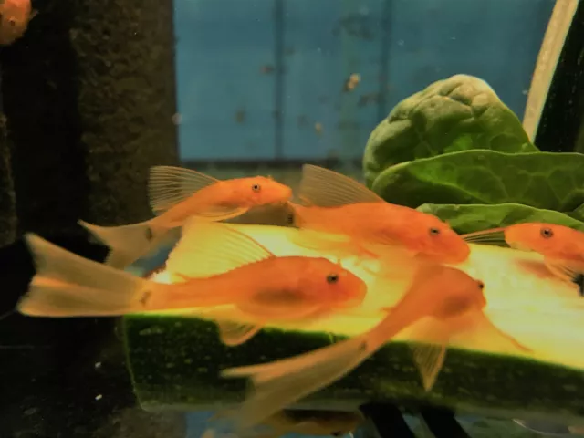 LONGFIN SUPER RED Bristlenose Pleco 1-1/2 inch (Total Length) Many BLOODLINES!