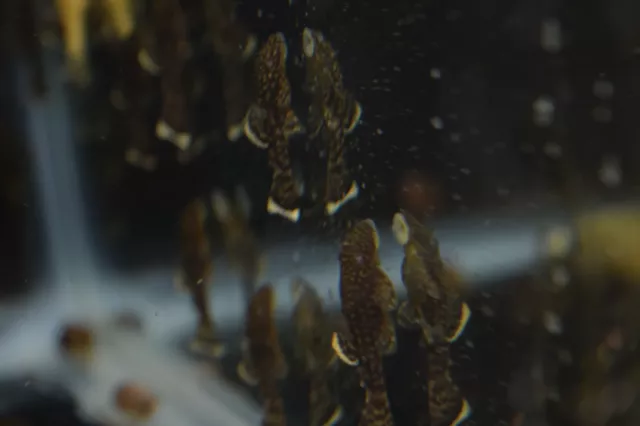 10 pack Bristlenose Pleco (Ancistrus sp.) Bushynose Pleco